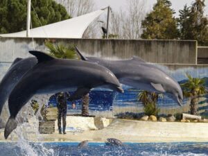 llegar zoo madrid 1 def ok