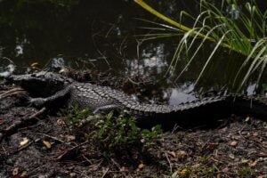 cocodrilo riolagartos