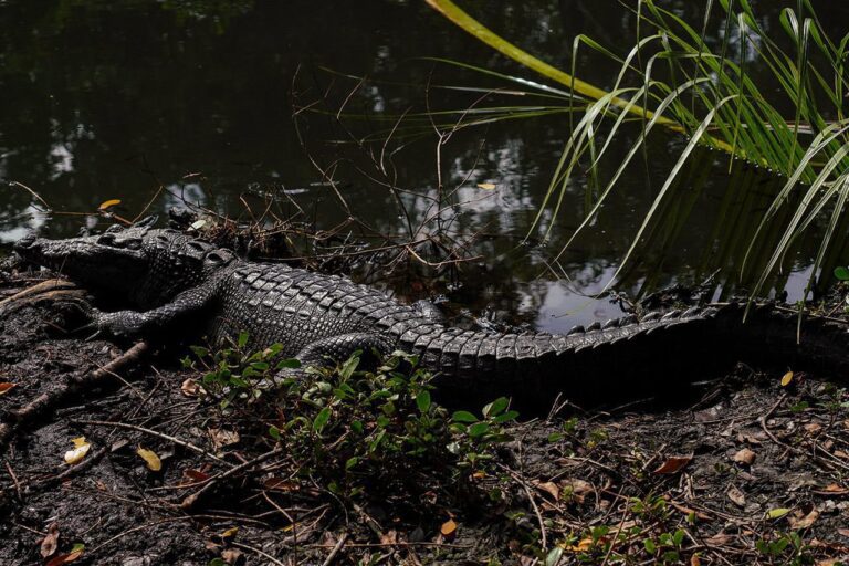 cocodrilo riolagartos