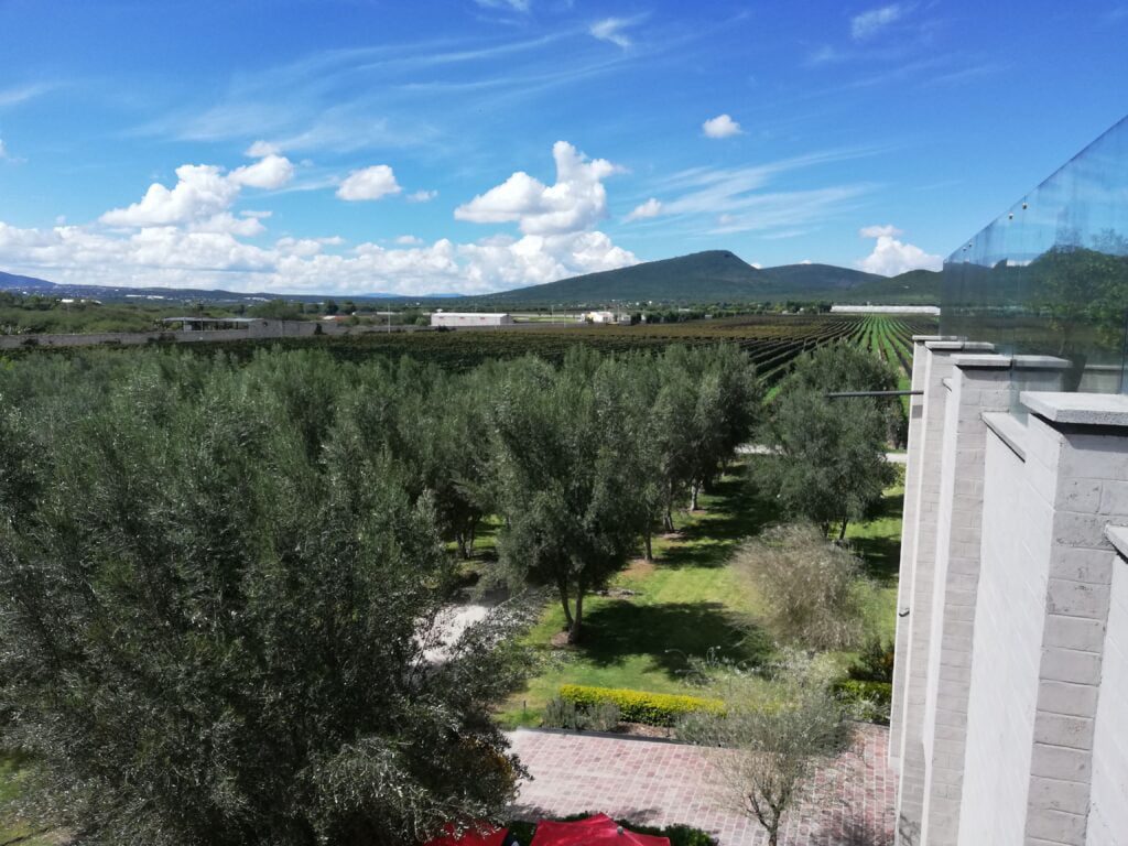 Viñedos cerca de Peña de Bernal