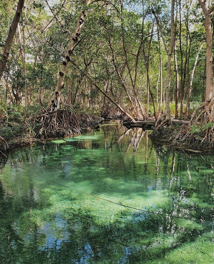 Qué hacer en Celstún ojo de agua