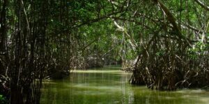 como-llegar-a-celestun-desde-merida