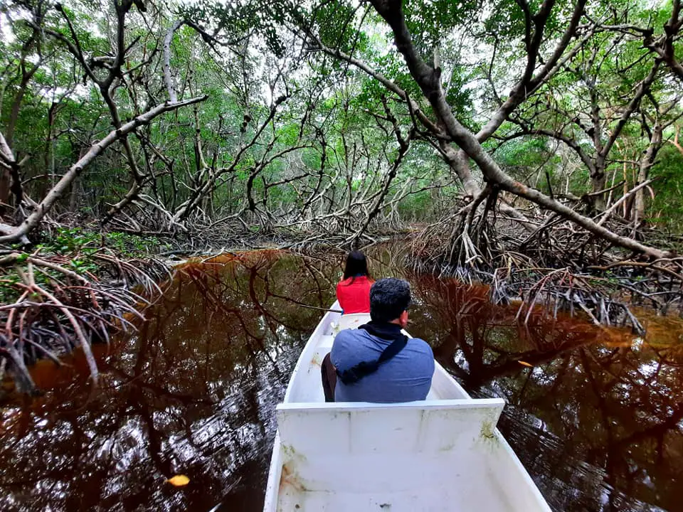 Lugares para visitar en celestún manglares