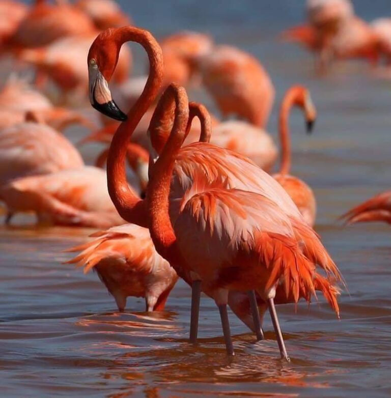 playa-rosa-celestun-yucatan