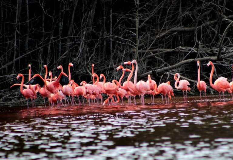 que-hacer-en-celestun