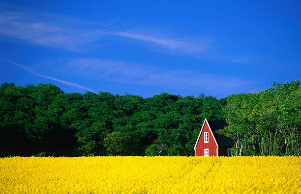 Skane, Sweden, Scandinavia, Europe